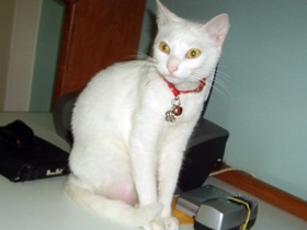 foto: Jully sentada sobre a mesa do escritrio